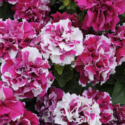 Петуния махровая Дуо Роуз энд Вайт (1уп-100драже)