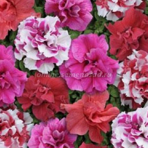 Петуния махровая Бонанза Микс (1уп-100драже)