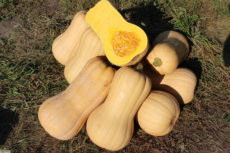 Тыква Матильда F1 пак.500шт