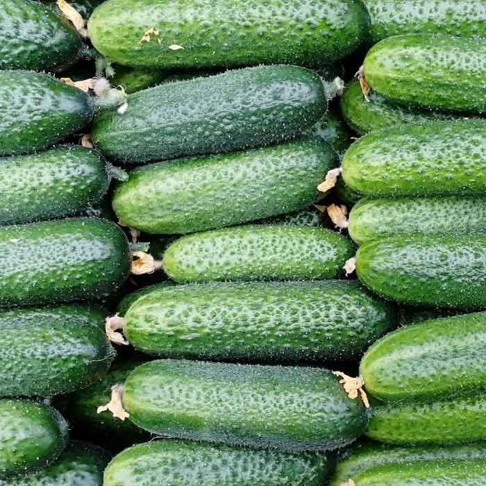 Огурец Монолит (пак.1000шт)