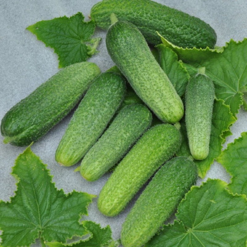 Огурец Атос F1(1уп-100шт)п-к (инкруст,сем)