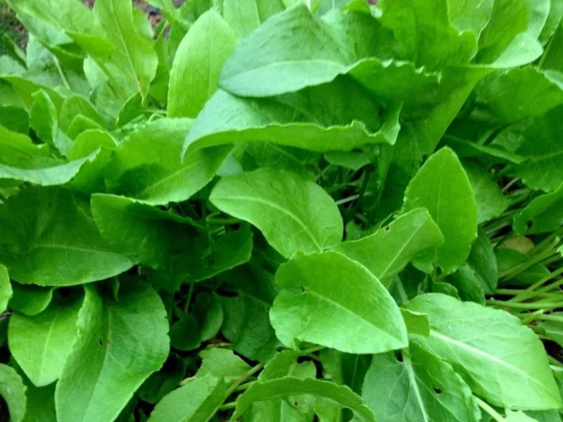 Щавель Широколистный вес.