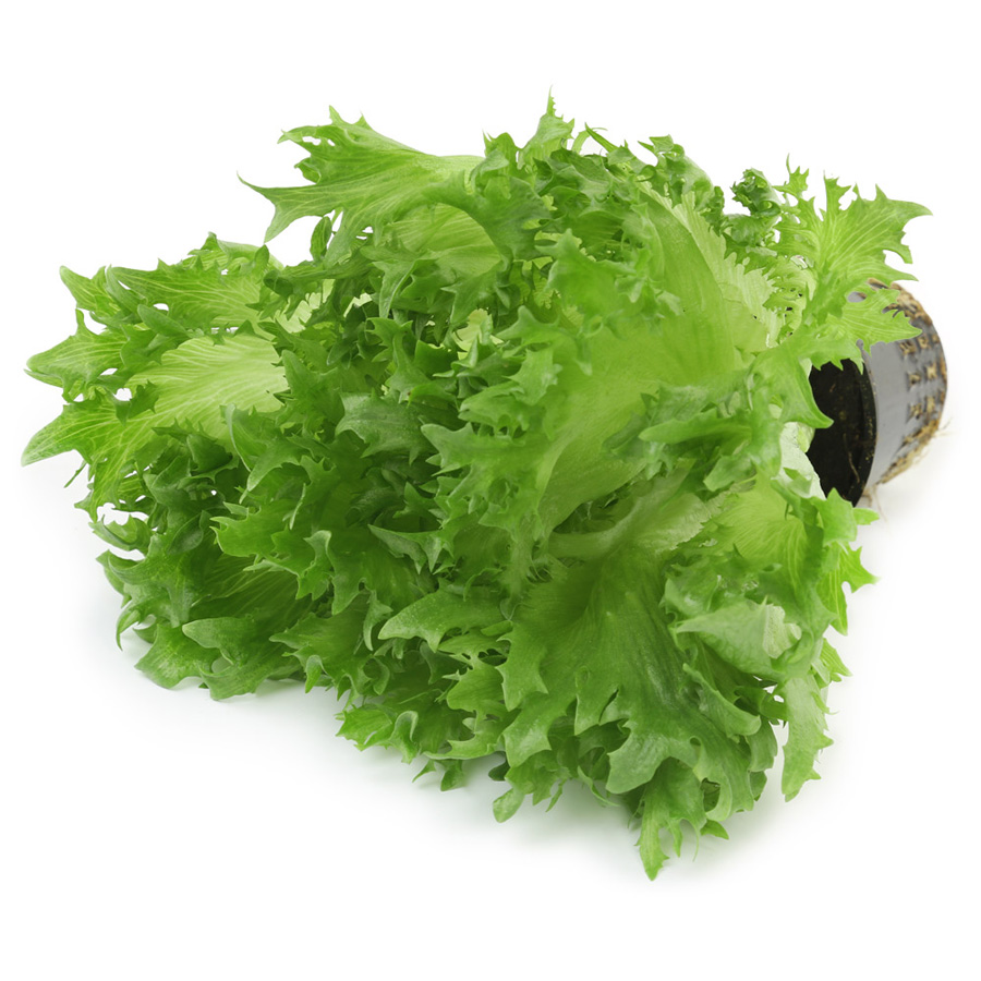 Салат Фриллис (уп. 5000драже)