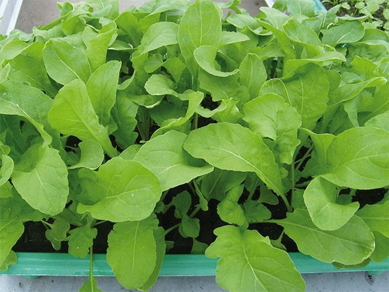 Индау (Рукола) Колтивата (уп. 100 000шт)