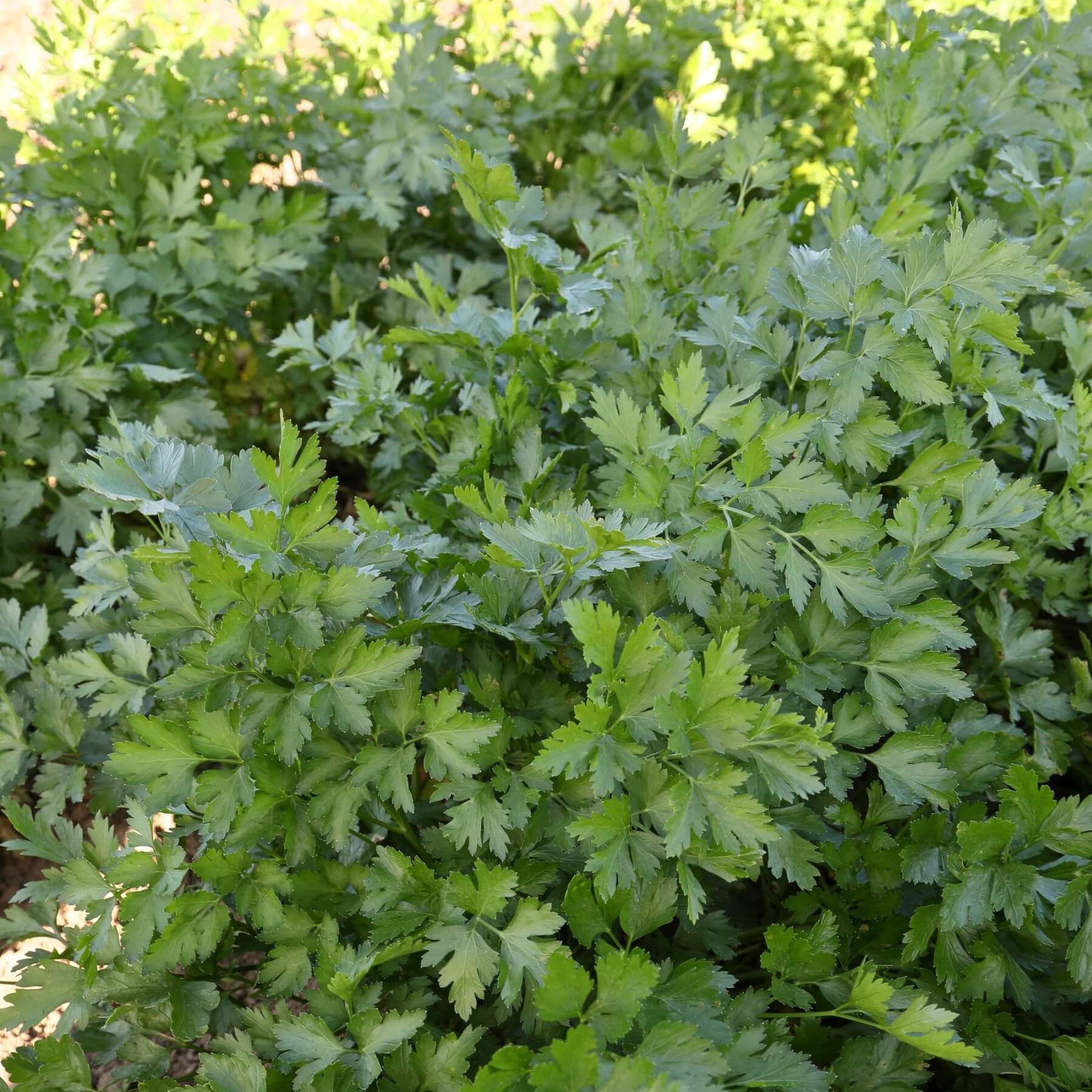 Петрушка Тайга пак. 1кг