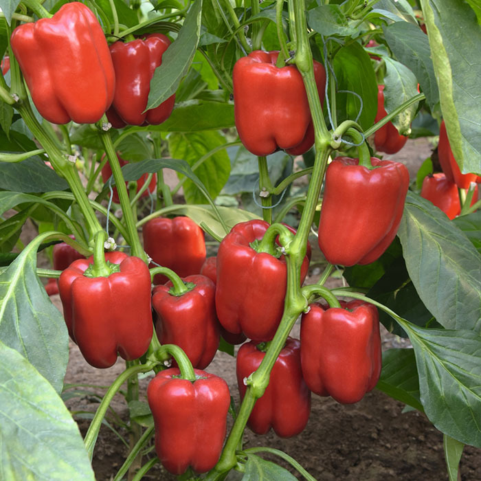 Перец сладкий Темза F1 (уп. 1000шт.)