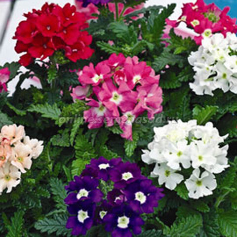 Вербена Тускани Микс (1уп-100шт)