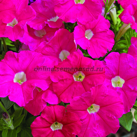 Петуния миллифлора Пикобелла F1 Роуз (1уп-100драже)