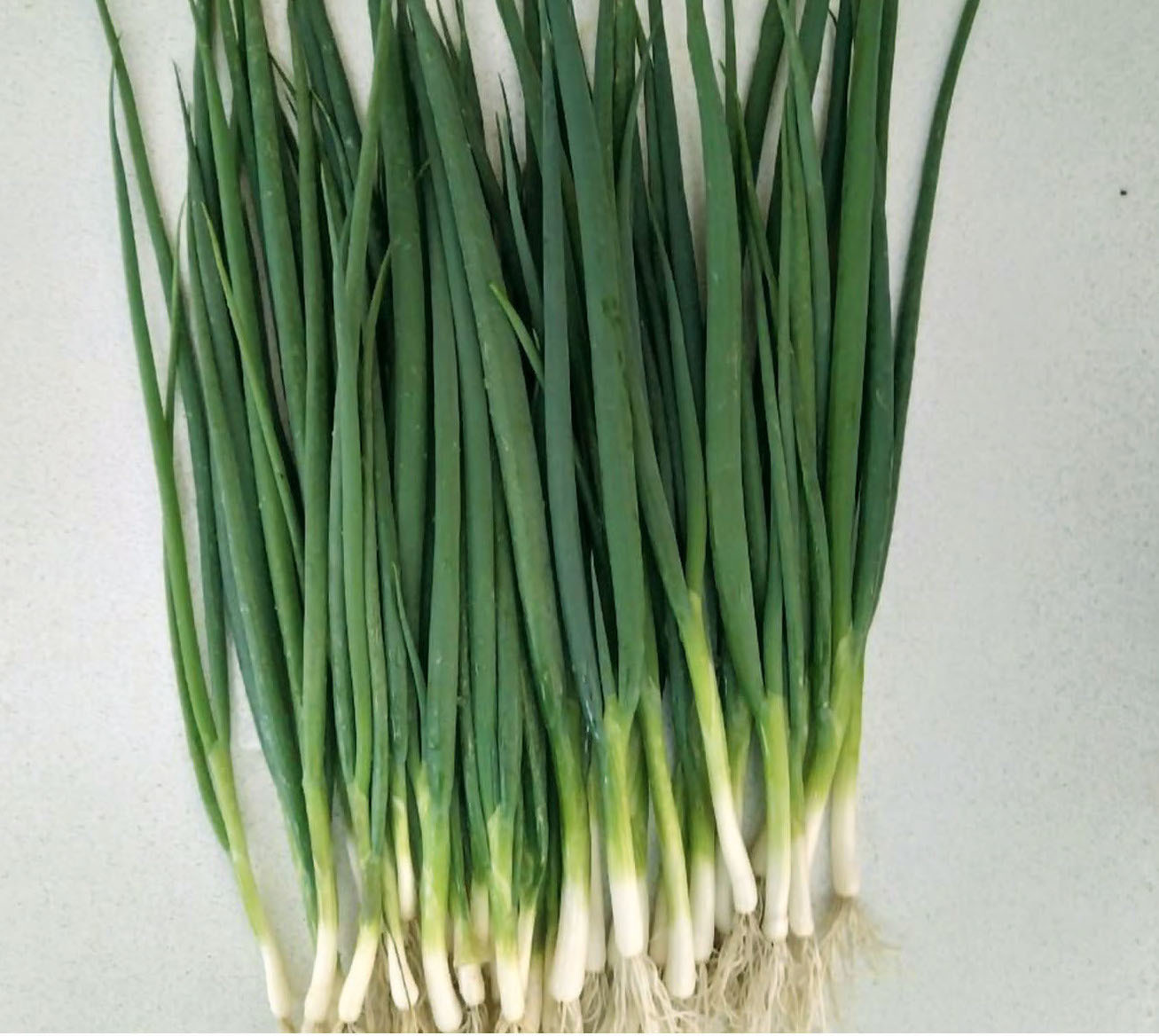 Лук батун Лонг Токио (1уп-100гр) (обработано тирамом)