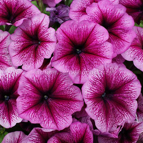 Петуния мультифлора Мамбо Джи Пи Орхид Вейнед (1уп-100драже)
