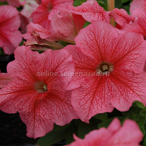 Петуния мультифлора Мамбо Джи Пи Ред Вейнед (1уп-100драже)
