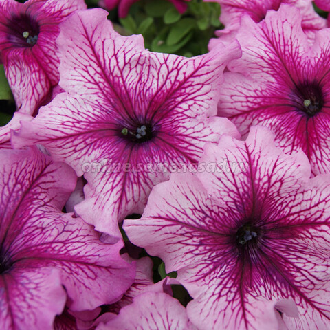 Петуния грандифлора Лимбо Джи Пи Орхид Вейнед (1уп-100драже)