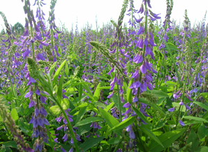 Козлятник восточный «Гале», семена РС1 (мешок 40кг)