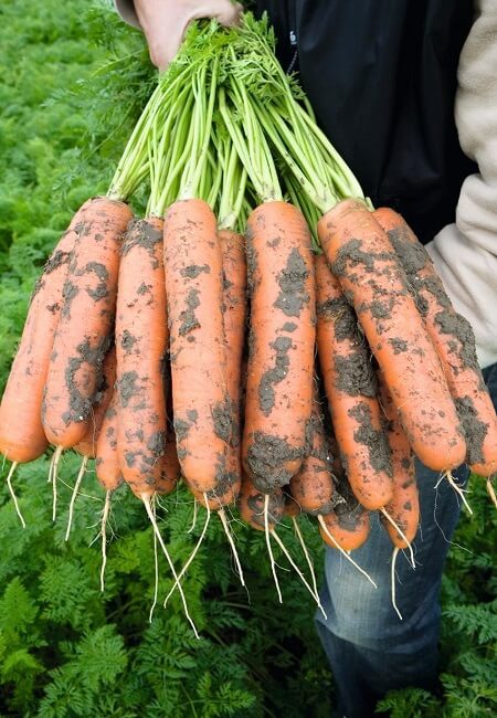 Морковь Балтимор F1 (пак.100 т.шт) фр. 1,8-2,0