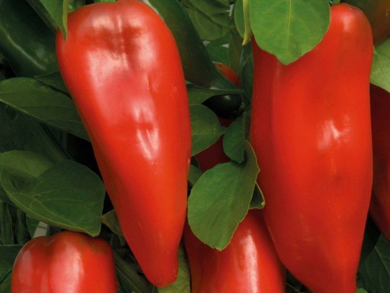 Перец сладкий Дон F1 (уп. 1000шт)