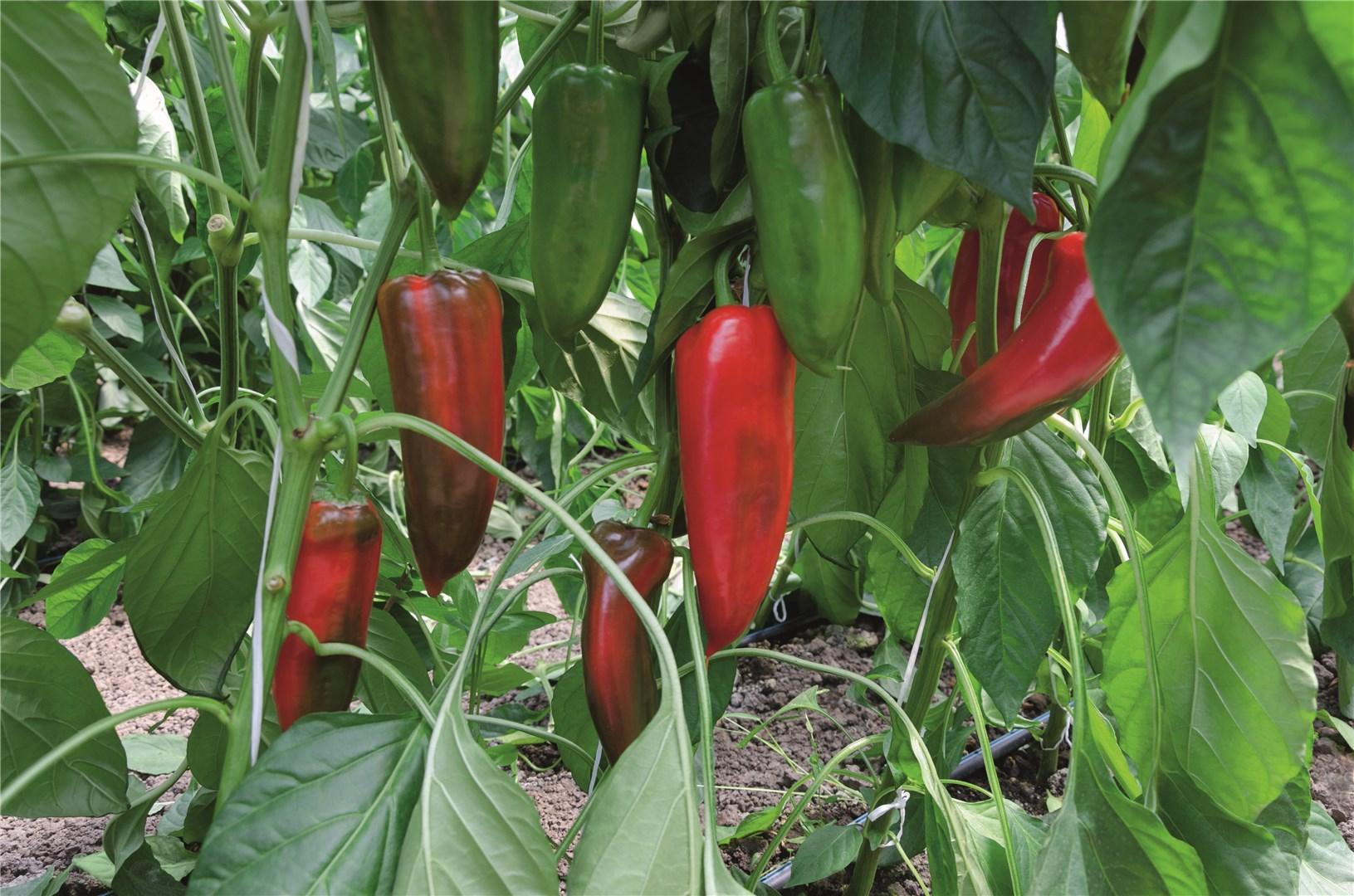 Перец сладкий Хан F1 (уп. 1000шт.)