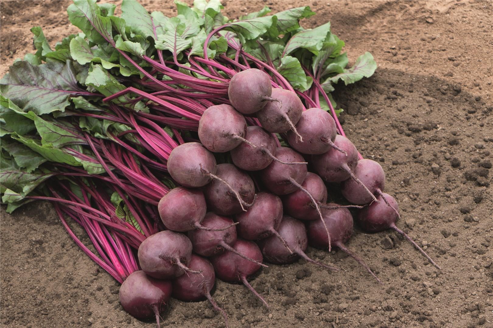 Свекла Бреско F1 (пак.50 000) фр. 3,5-4,0