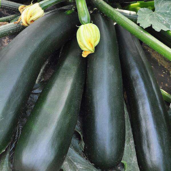 Кабачок Аэронавт вес.