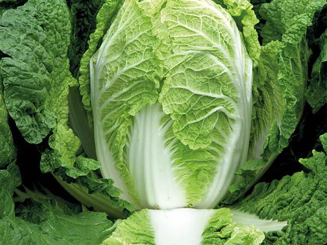 Капуста пекинская Предуро F1 (пак.2500шт)