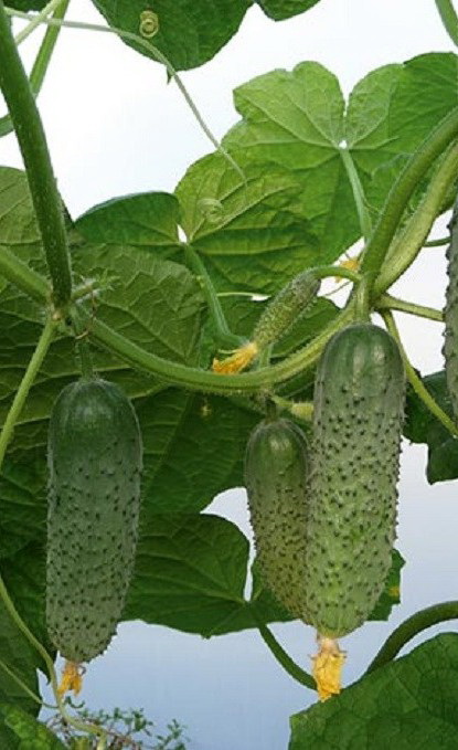 Огурец Берлиоз F1 (уп. 1000шт)