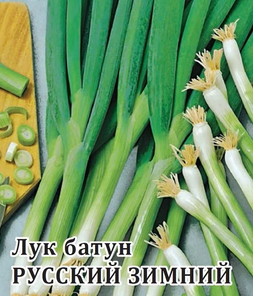 Лук батун Русский зимний