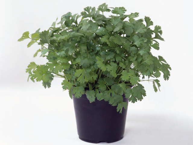 Кориандр Марино (уп. 25000 шт)