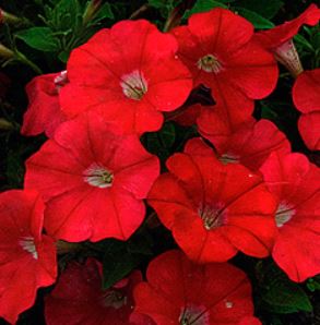 Петуния миллифлора Пикобелла F1 Ред (1уп-100драже)
