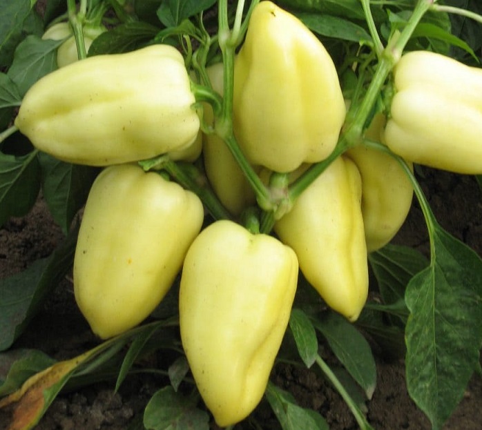 Перец сладкий Белозерка (1уп-25гр) (инкруст.сем)