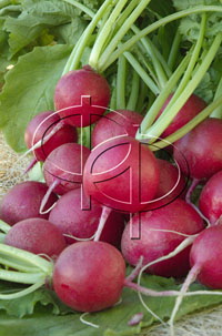 Редис Селеста F1 уп.250г