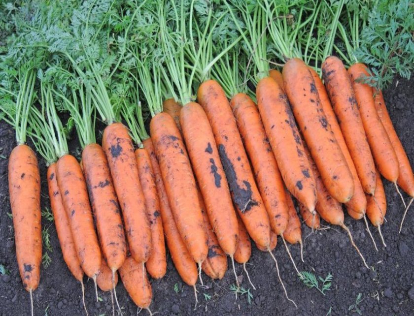 Морковь Ромоса (пак.500гр)