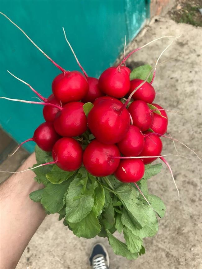 Редис Розетта F1 (уп. 10 000сем) 2,50-2,75