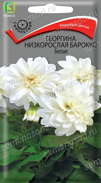 Георгина Барокко Белая низкорослая (ЦВ) («1) 0,1гр