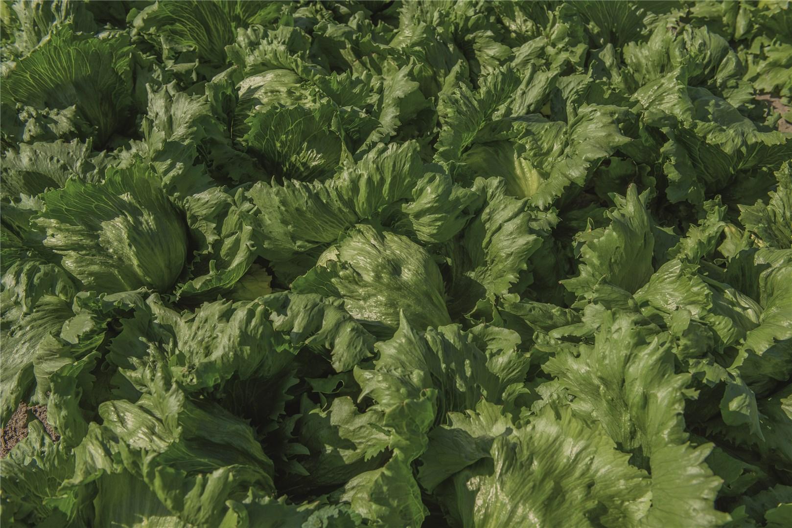 Салат Бизнес (тип Айсберг) уп. 5000драже