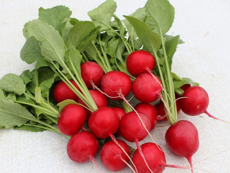 Редис Мелито F1 (уп. 10 000 шт)