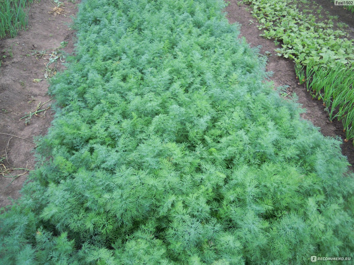 Укроп Аллигатор пак. 1кг (калиброванные семена 2,2-2,5 мм)