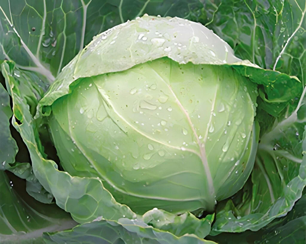 Капуста б/к Парел F1 (пак.2500шт)