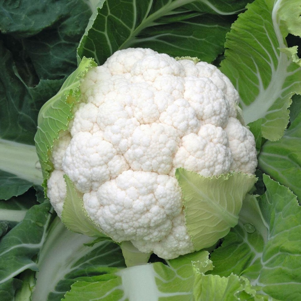 Капуста цветная Скайвокер F1 (пак.2500шт)