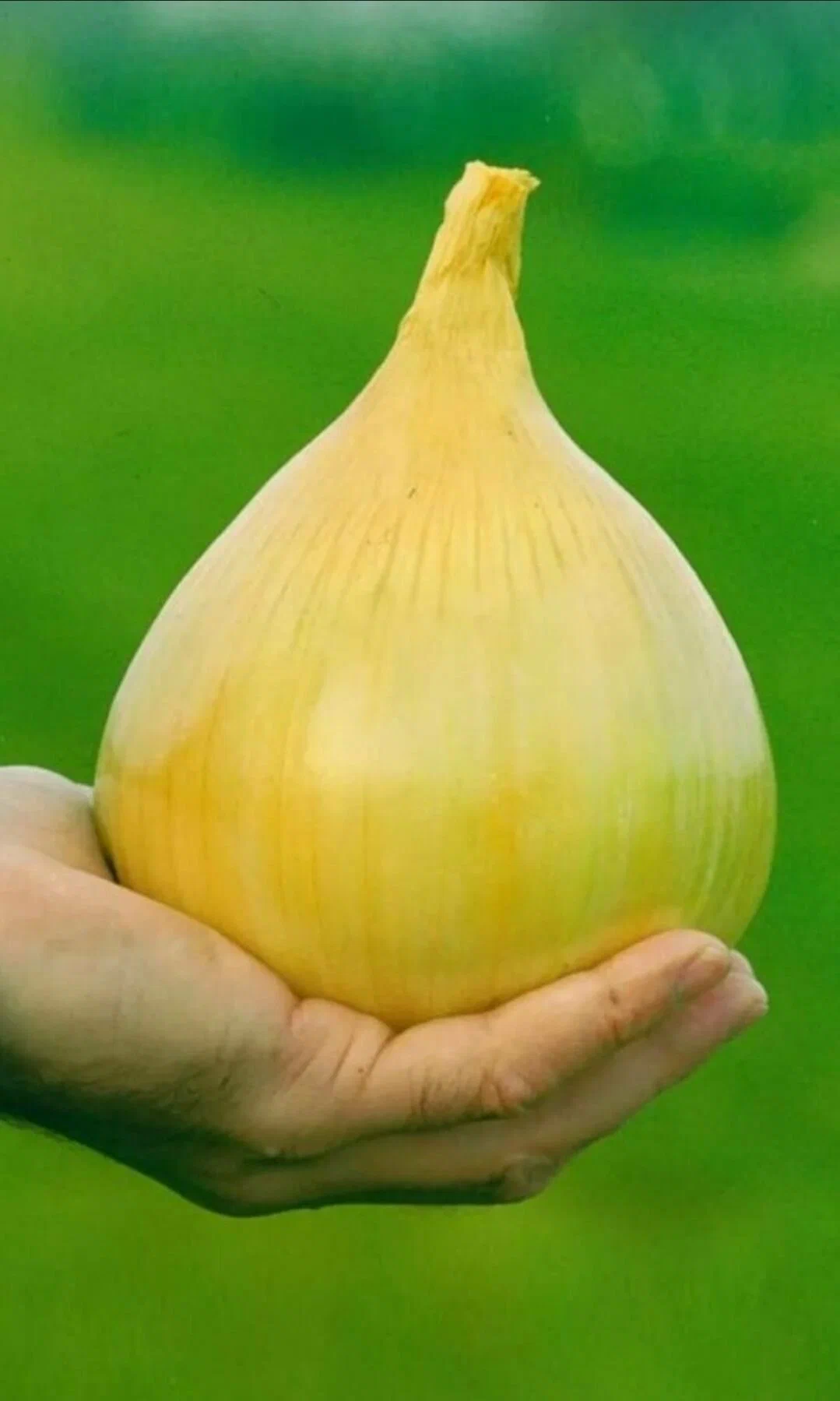 Лук репчатый Эксибишен сладкий (пак. 10.000 шт)