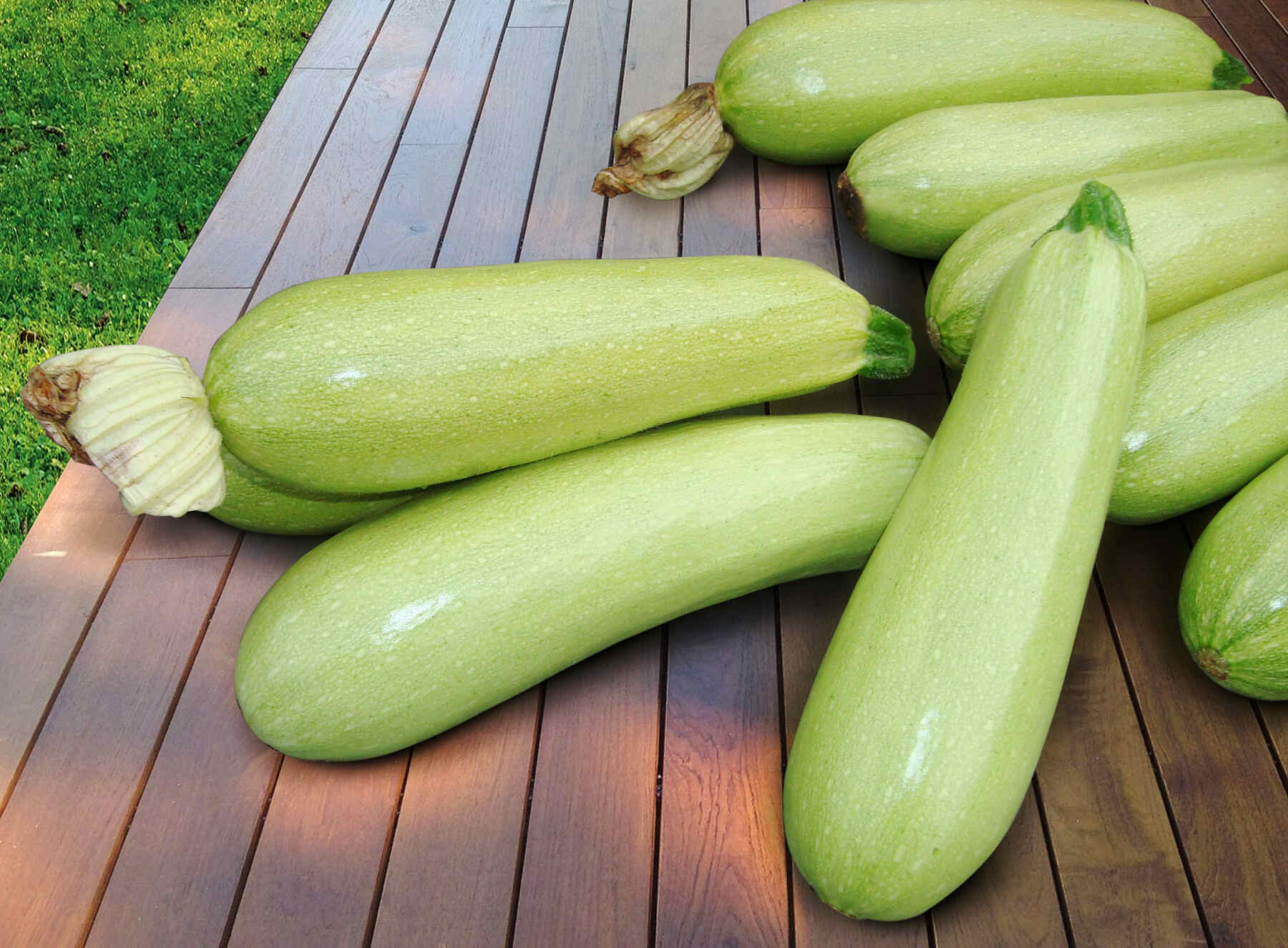 Кабачок Ардендо F1 (пак. 500шт)