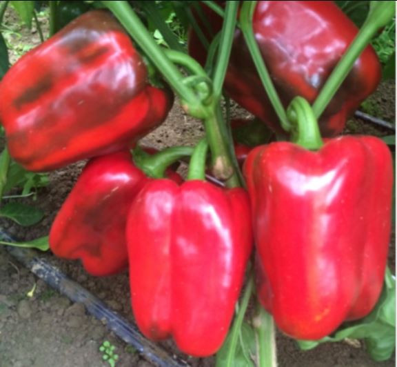 Перец сладкий Клэр F1 (уп. 500шт)