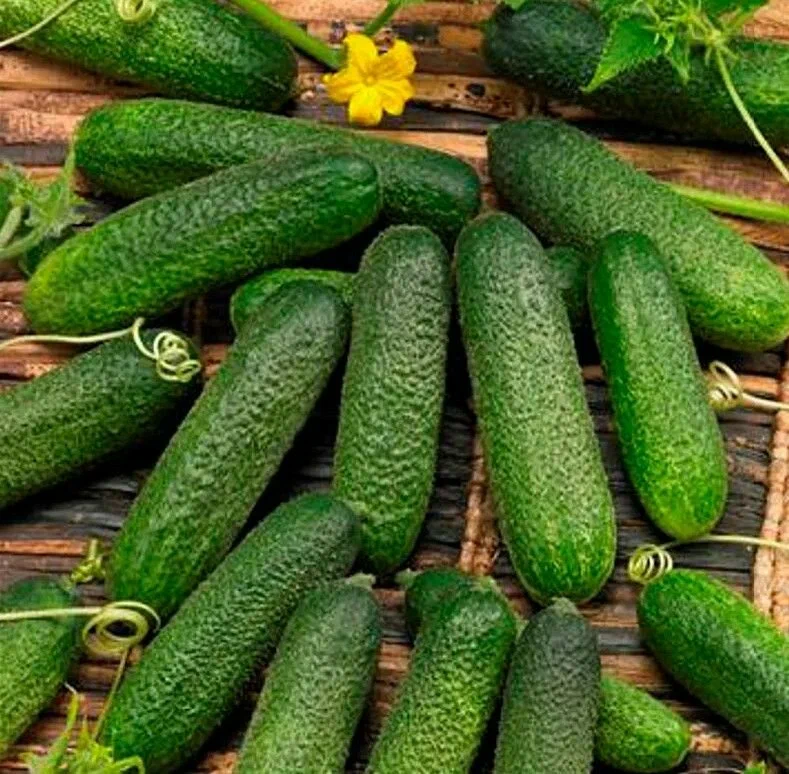 Огурец Маэстоза F1 (пак. 250шт)