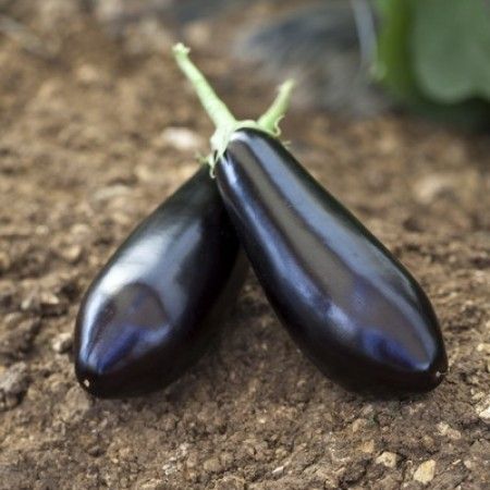 Баклажан Шарапова F1 (уп.100шт)