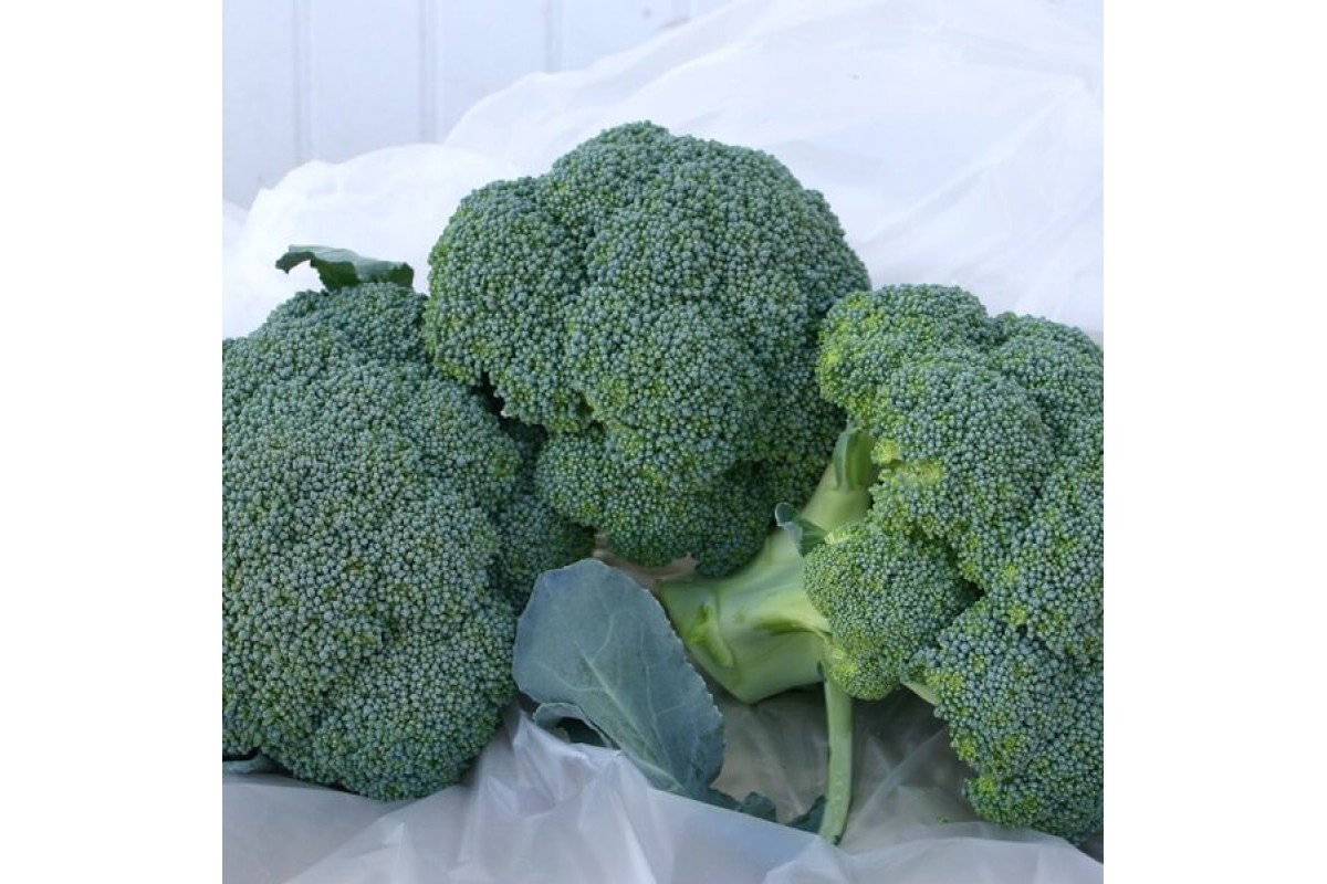 Капуста брокколи Грин Мэджик F1 (пак. 2500шт)