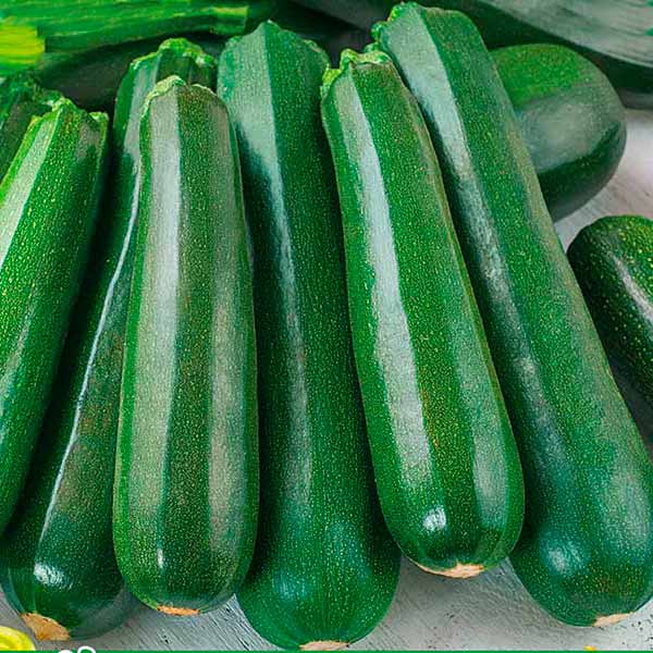 Кабачок Комо F1 (пак.1000шт)