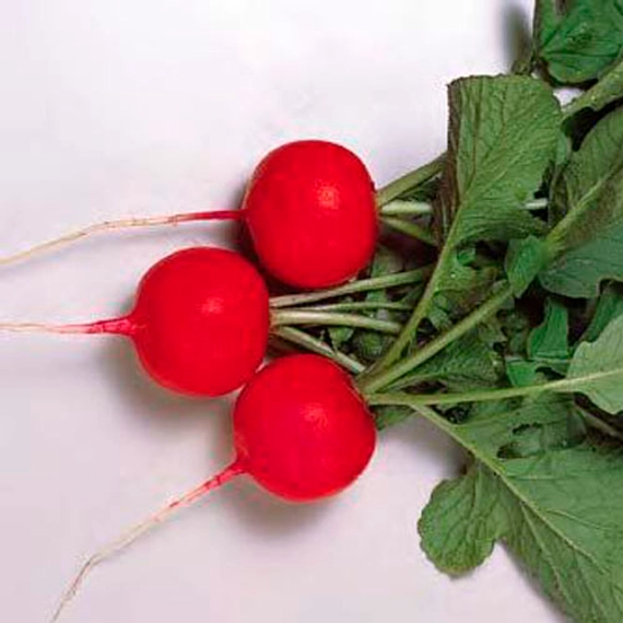 Редис Глориет F1 (пак. 250г)