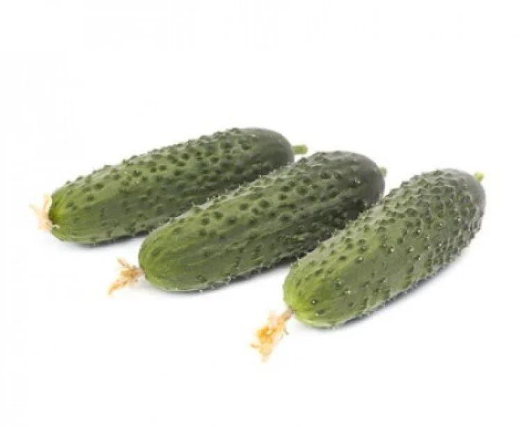 Огурец Миамара F1 (пак. 250шт)